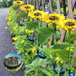 🌻 Slunečnicová solární světla – zářící dekorace do zahrady ✨🌿
